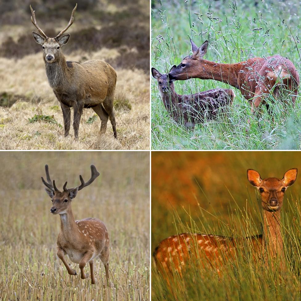 Red, roe, sika and fallow deer