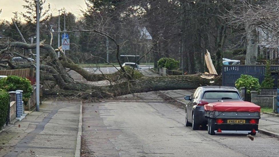 Fallen tree in Aberdeen