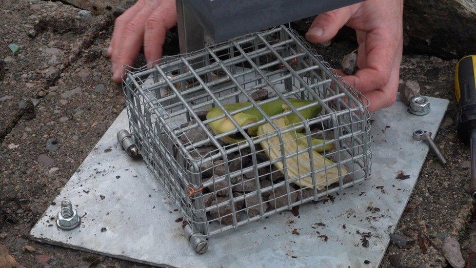 A close up of the banana-cam cage with a skin inside