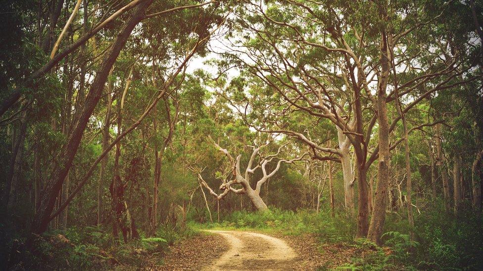 Dirt track through Angophora and eucalyptus forest, Royal National Park, Sydney, NSW, Australia