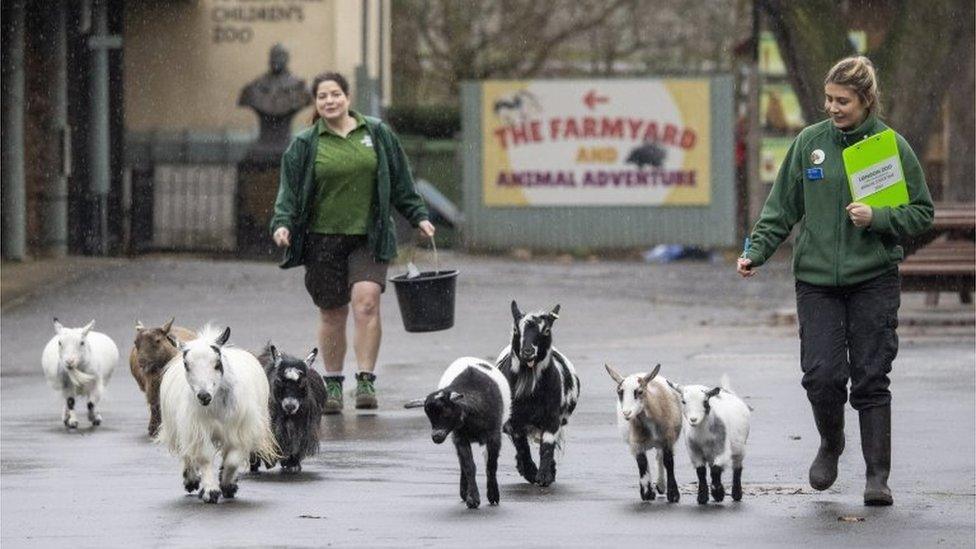 Pygmy goats run ahead of two zoo keepers carrying buckets of food.