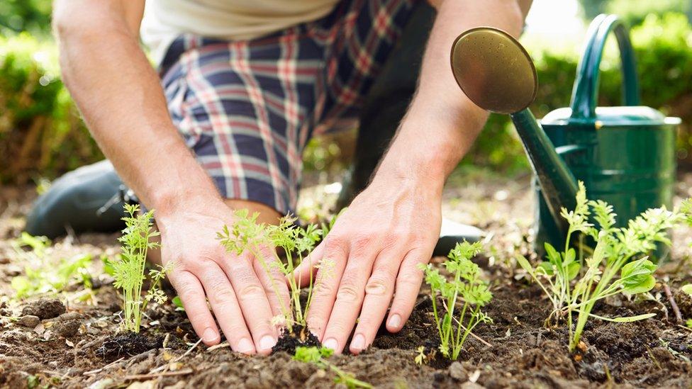 Gardener tends plants