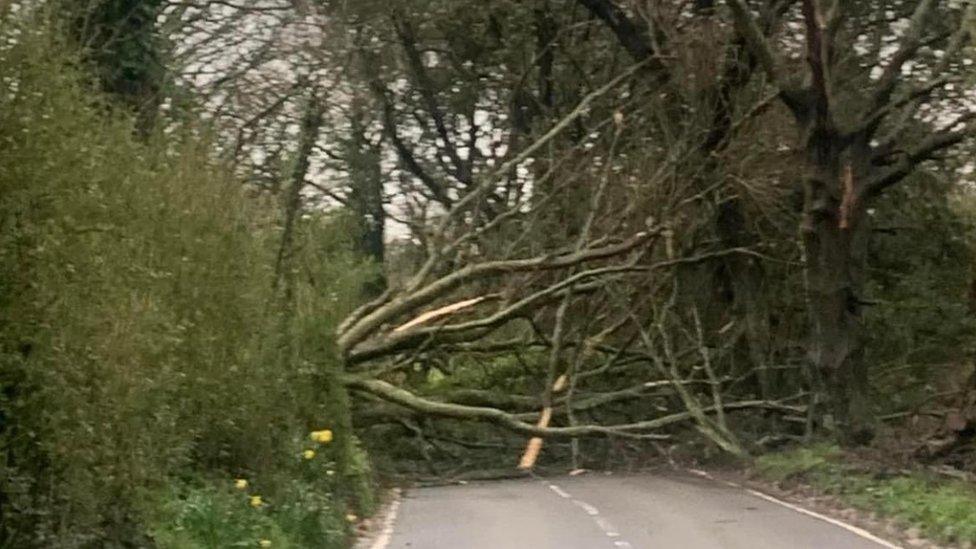 Route Des Issues tree down