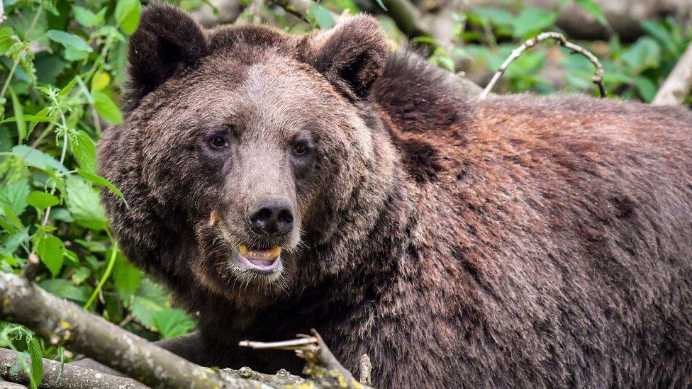 European brown bear