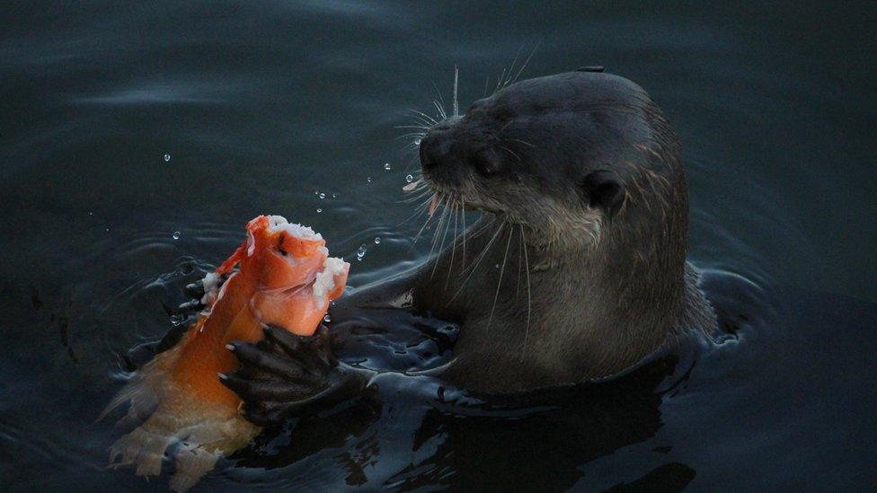 An otter chomping on a fish; shot from side-on