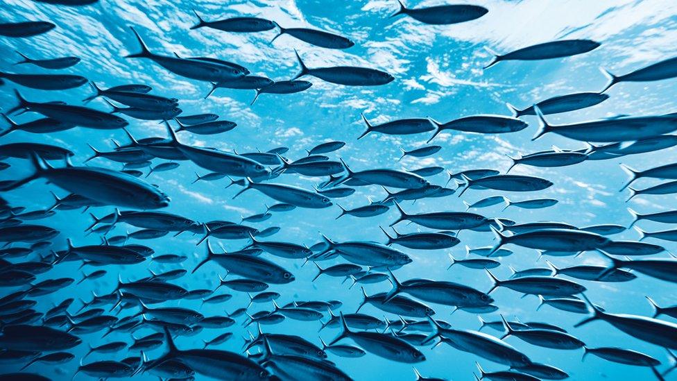 fish in sea