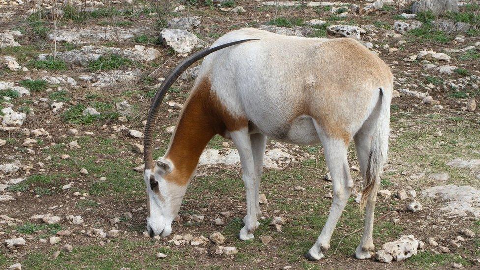 Scimitar-horned oryx