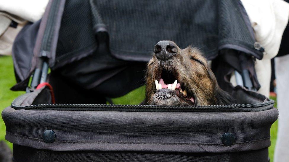 Photo of a sleeping dachshund puppy in a pushchair at the event