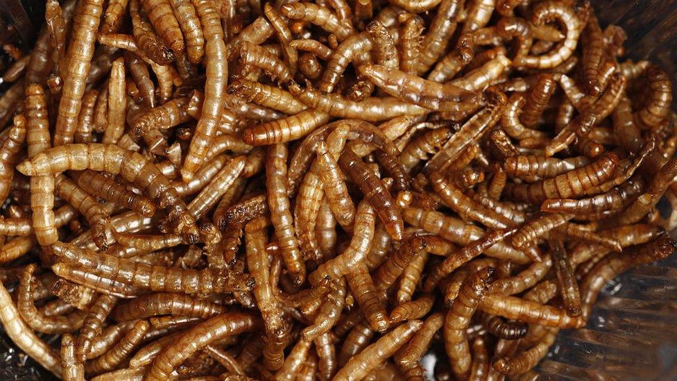 Mealworms