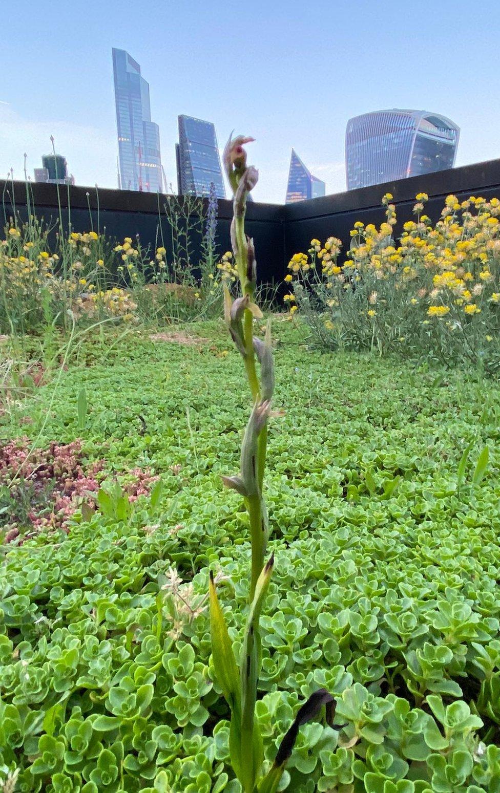 Small-flowered tongue-orchid