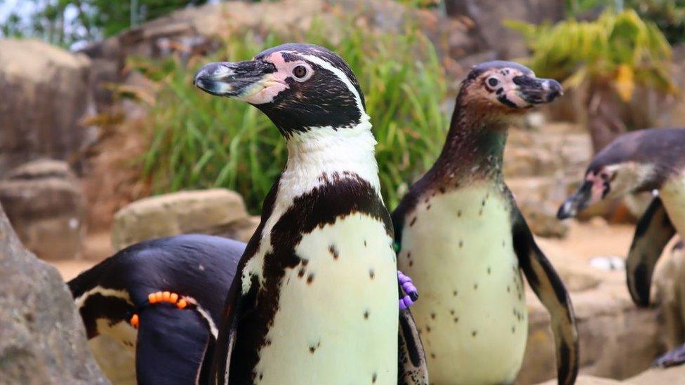 Penguins at Drusillas Park