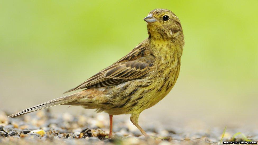 Yellowhammer bird