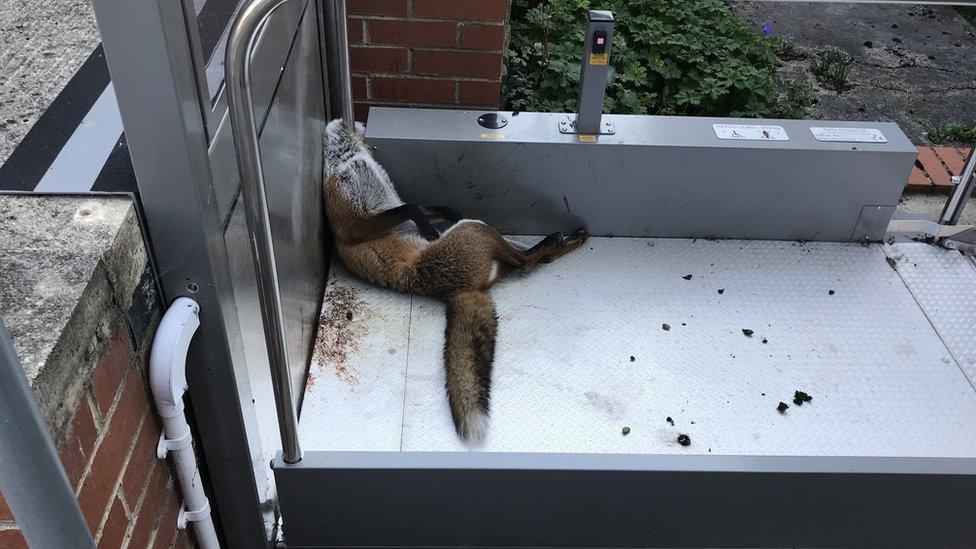 Fox trapped in lift