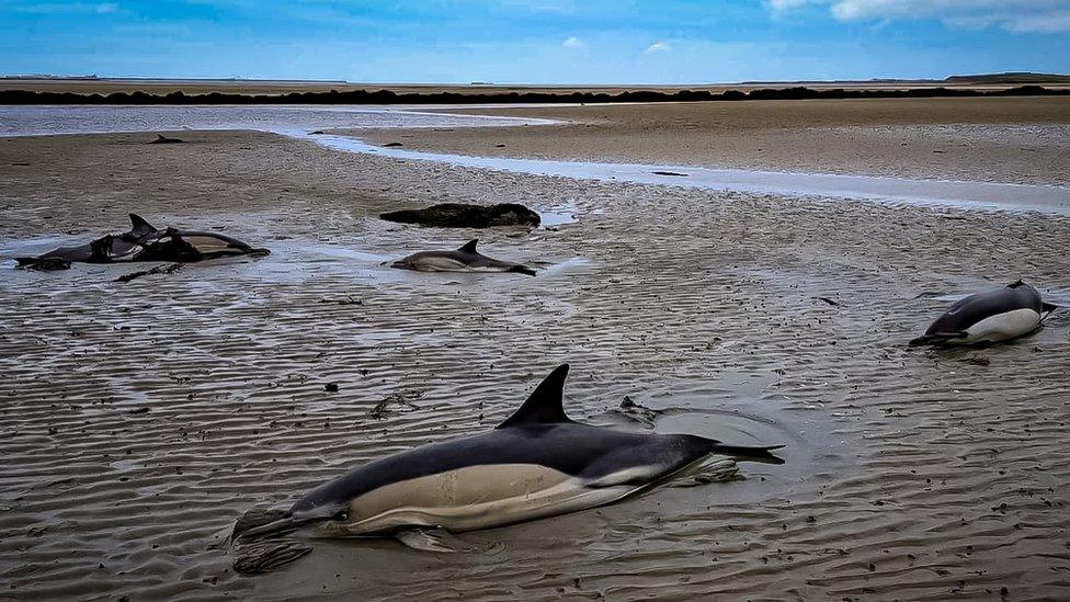 dolphins stranded on sand on Anglesey