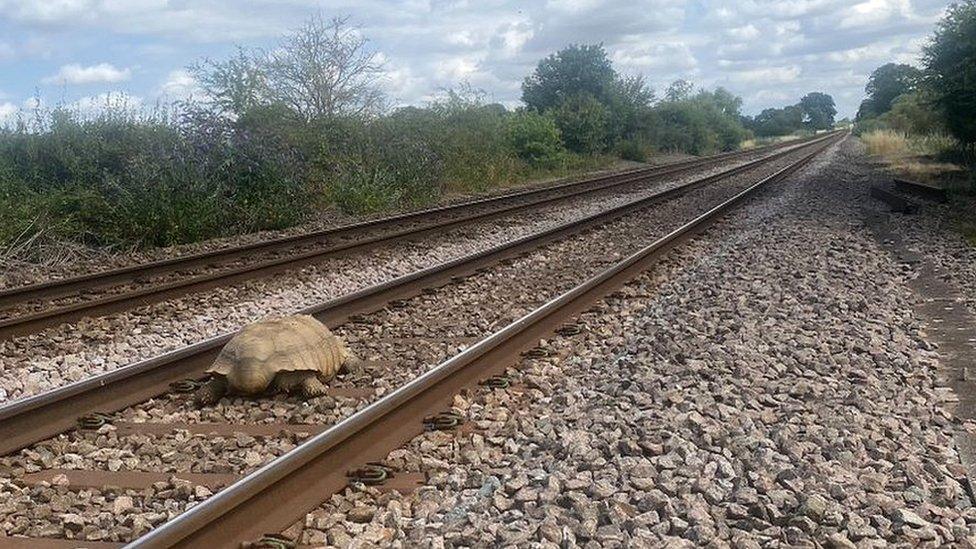 Clyde the West African giant tortoise