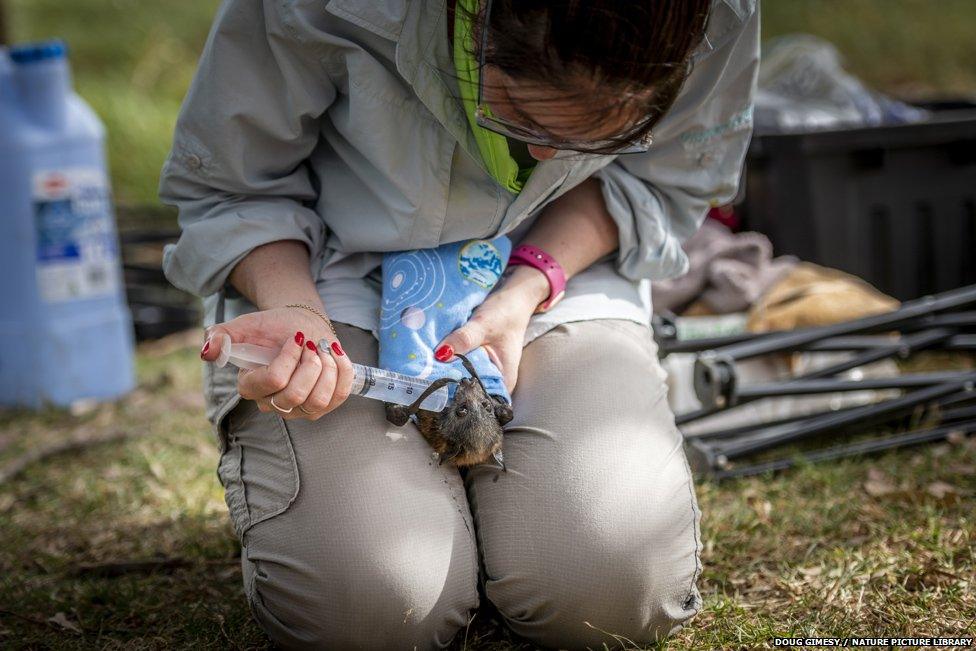 Local wildlife rescuer Kate Chamberlain gives in-filed triage to a suffering Grey-headed flying fox by providing cool fluids.