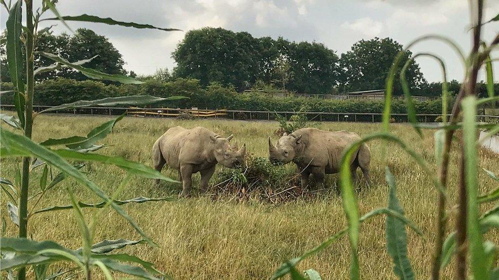 Eastern black rhinos Dakima and Nkosi