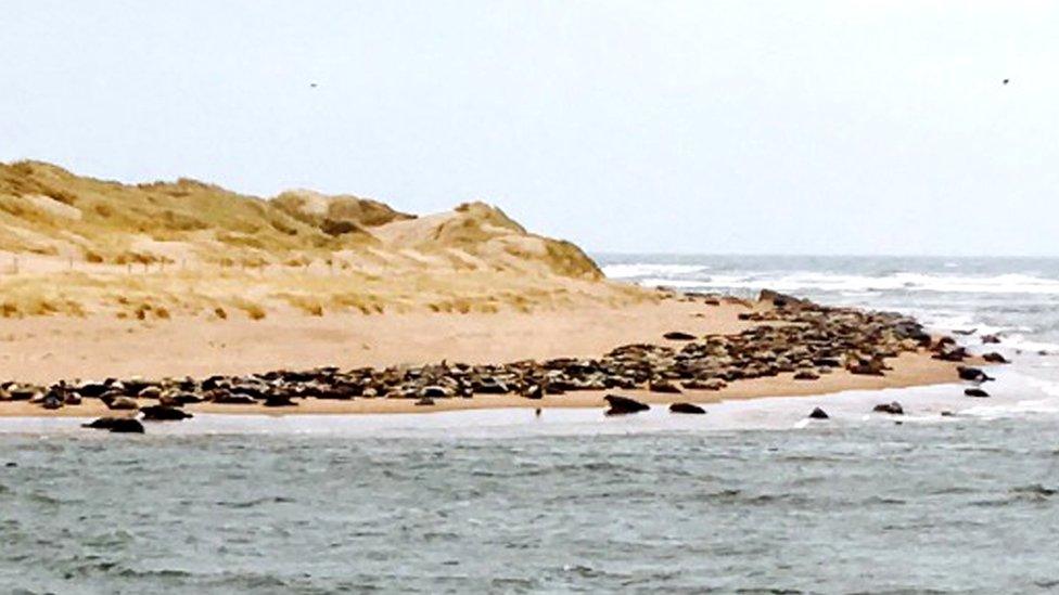 Seals at Ythan