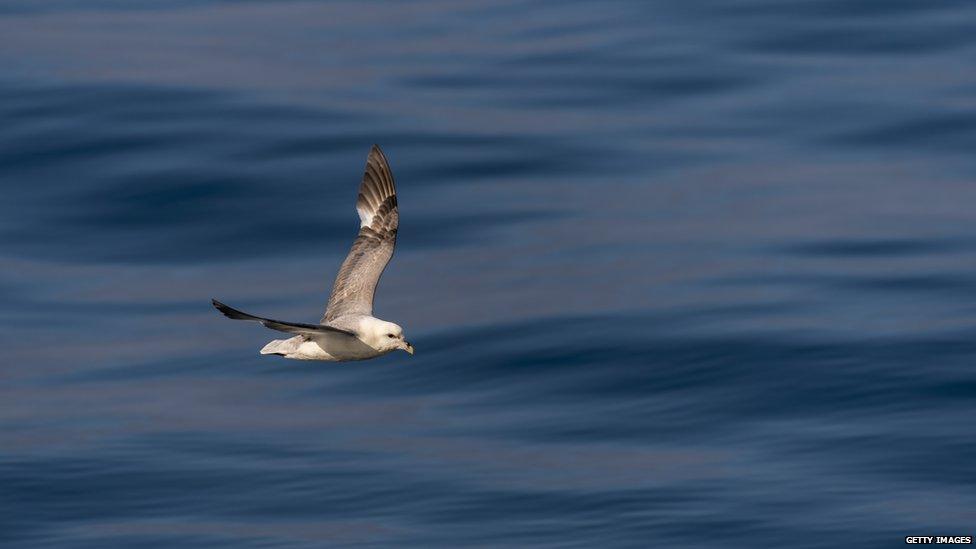 Fulmar bird