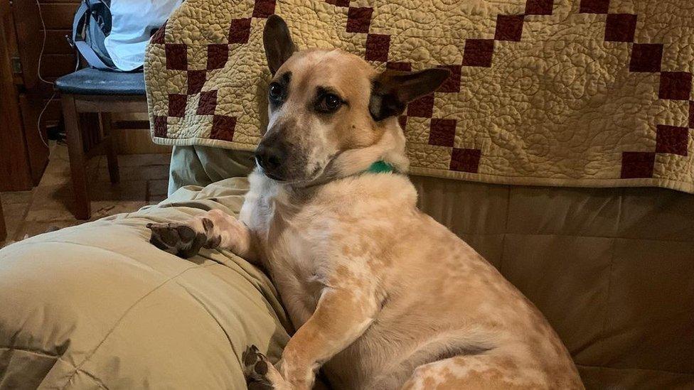 Howard the rescue dog sitting in a chair