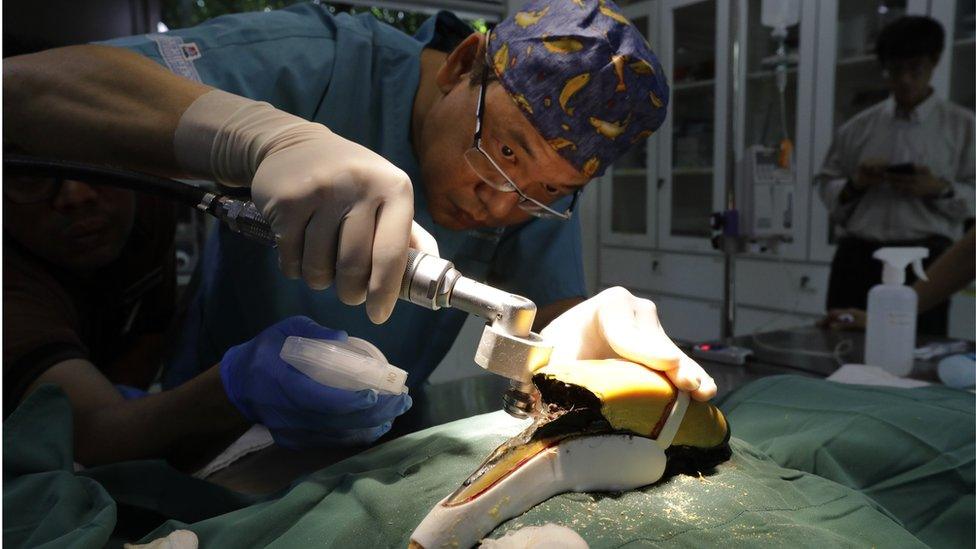 Dr Hsu Li Chieh removes the hornbill’s casque with an oscillating saw