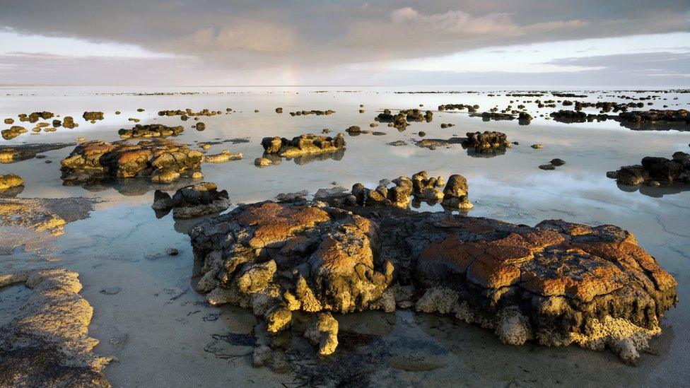 Stromatolites