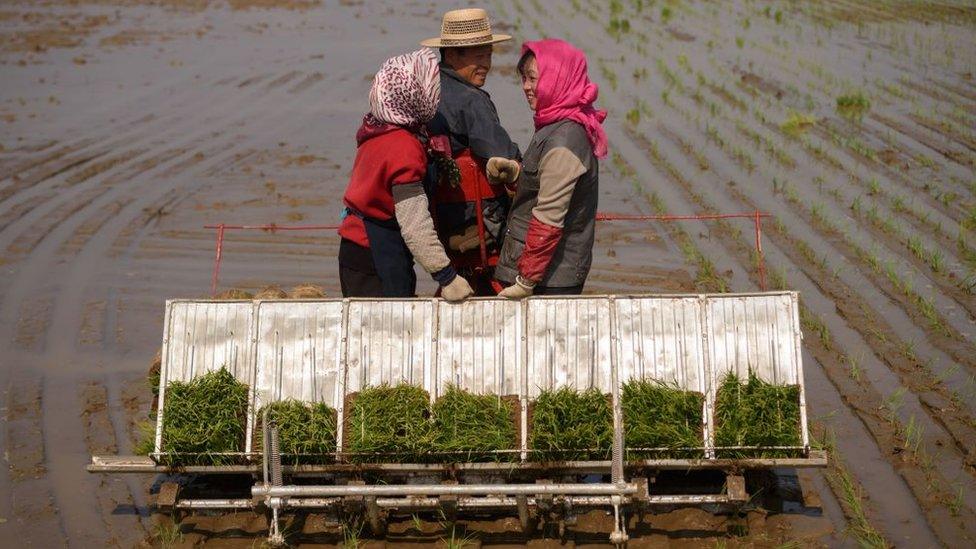 People take part in an annual rice planting event in Nampho City in Chongsan-ri, near Nampho on May 12, 2019