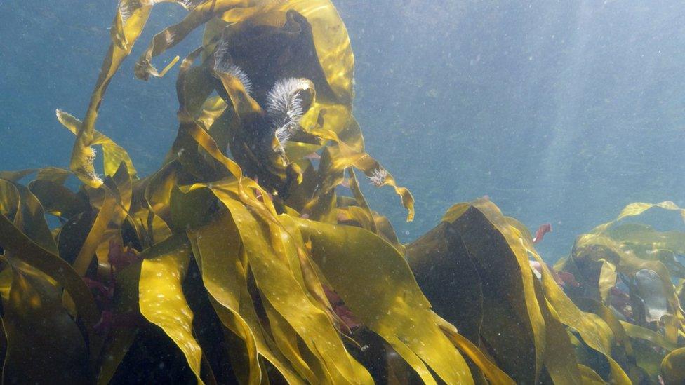 sea-kelp