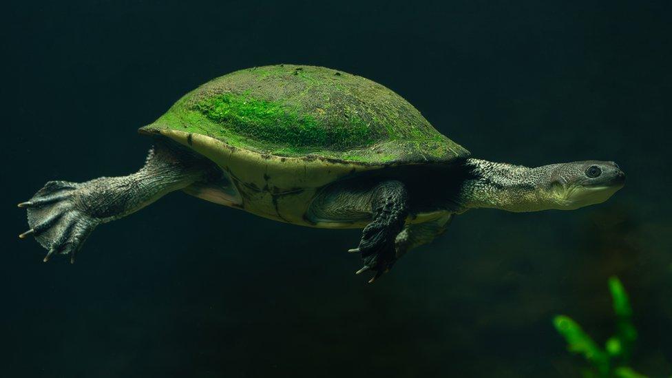 Roti-island snake necked turtle