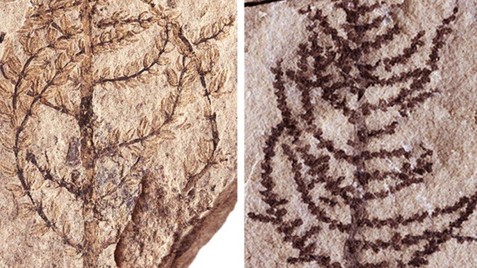 Montsechia long and short leaved forms
