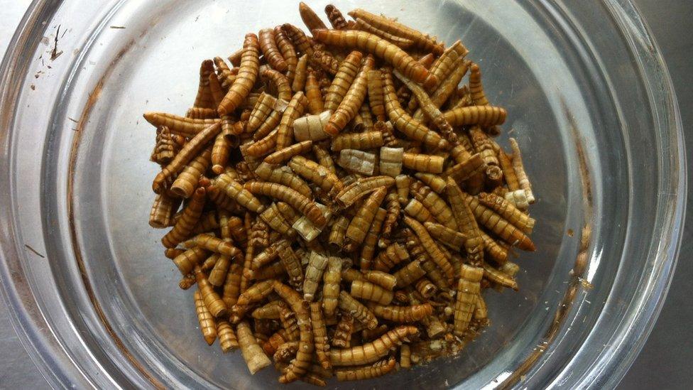 Mealworm larvae