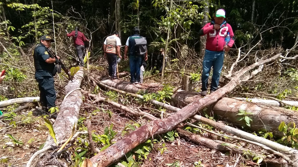 rain forest clearing