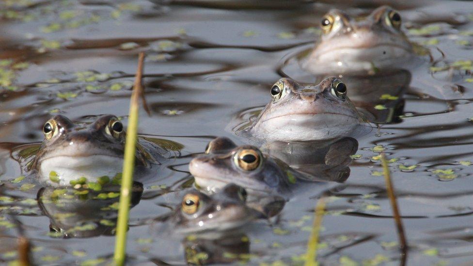 Moor frogs in a pond