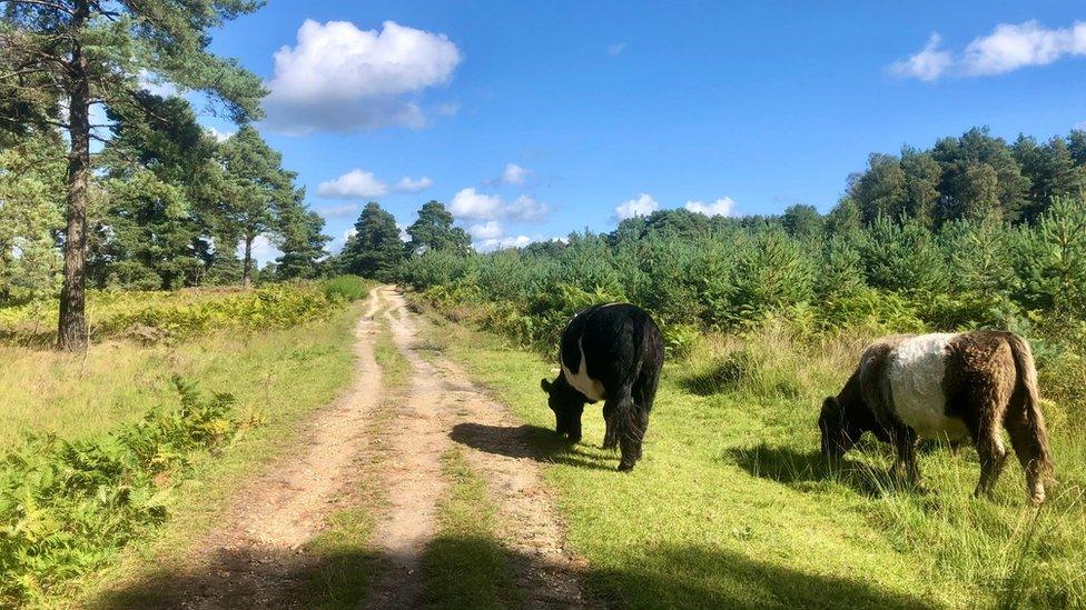 Cows in Bracknell Forest