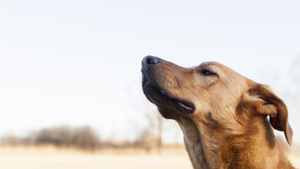 A dog sniffing into the air