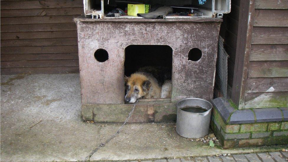 Dog in kennel at puppy farm