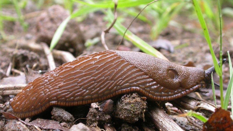 A Spanish slug