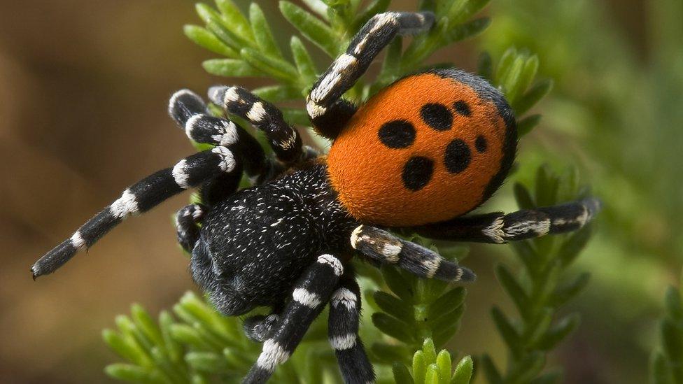 Ladybird Spider