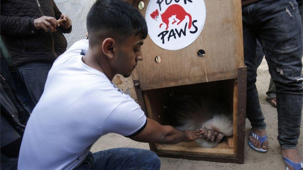 Animals moved from Rafah Zoo in the Gaza Strip by welfare group Four Paws, April 2019