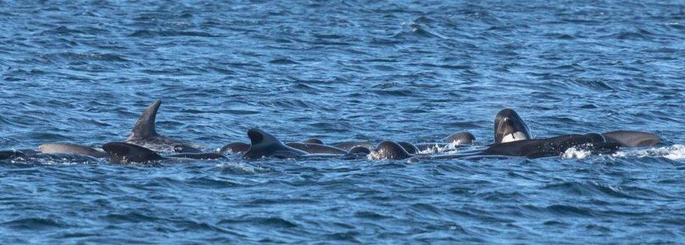 Pilot whales and dolphins