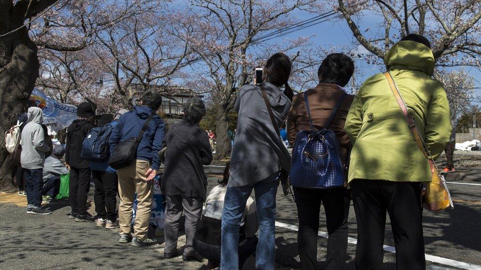 Residents return to look at cherry blossom