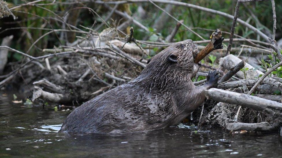 Beaver places stick in dam