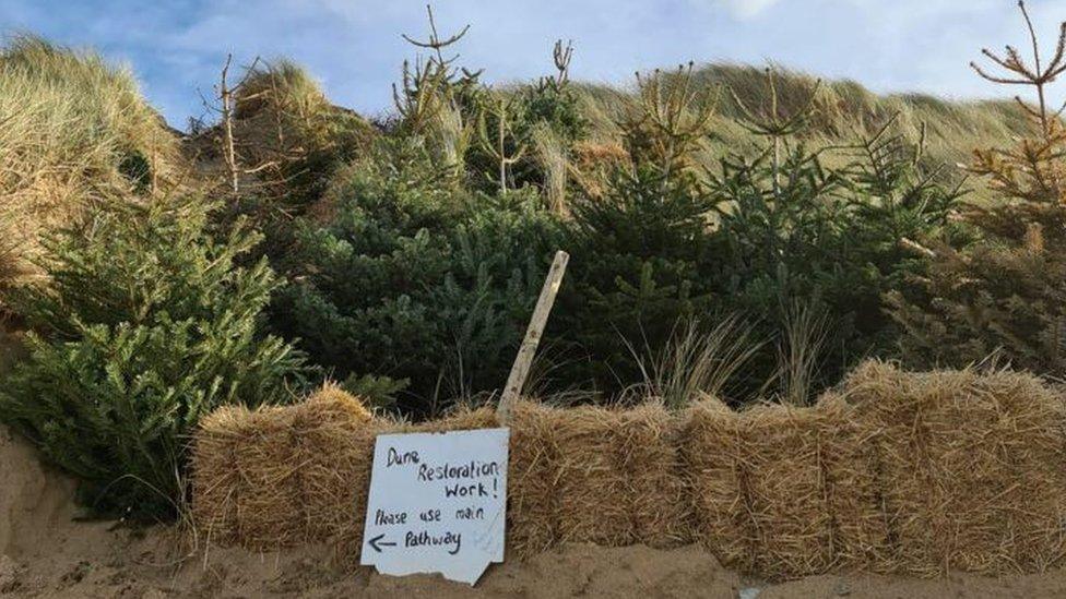 A row of Christmas trees and a wall of hay bales on the sand