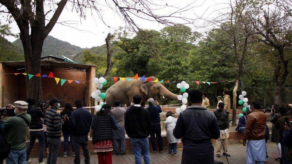 kaavan-the-elephant-and-spectators.