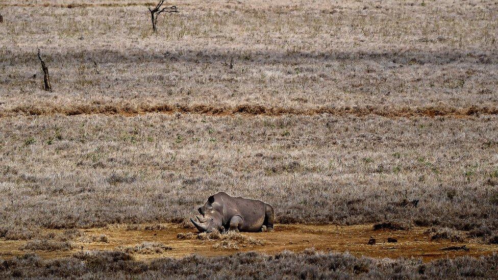 Rhino in Kenya