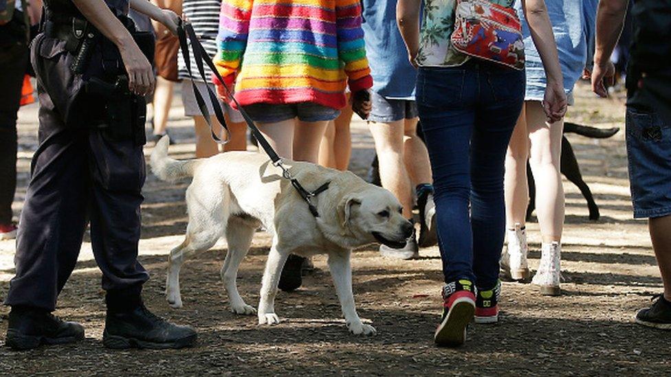 A dog sniffer dog at a music festival in Australia