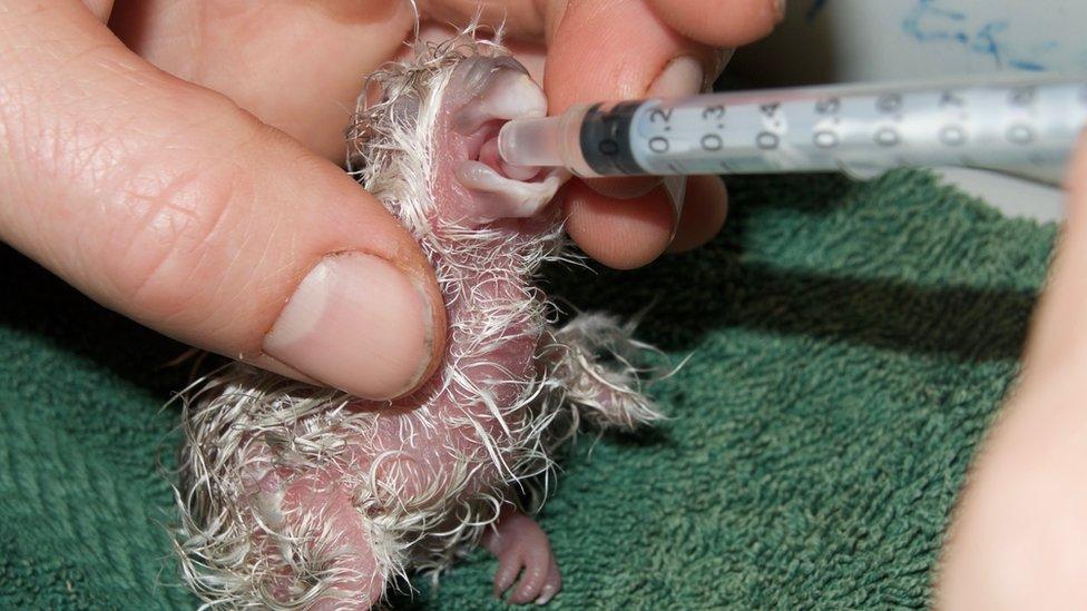 Kākāpō chick being fed