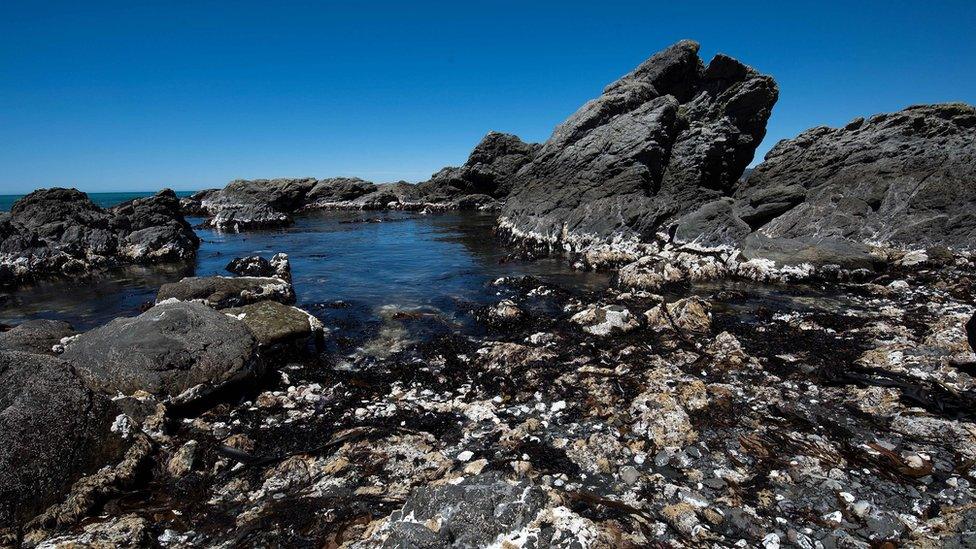 The New Zealand coast near Kaikoura