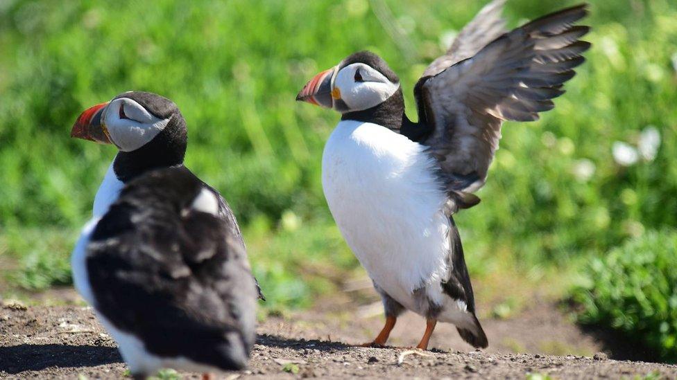 Farne Island puffins