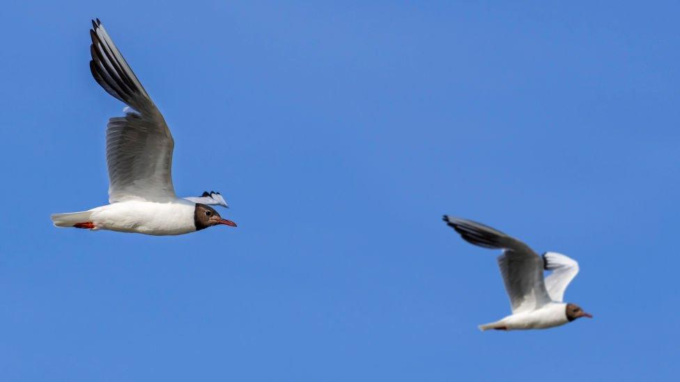 black-headed gull